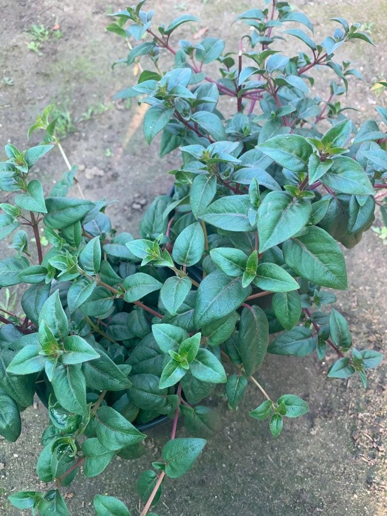 Fuchsia Blue Eyes Bush Plant – 1 ft Live Fuchsia magellanica in 6" Pot for Garden or Container