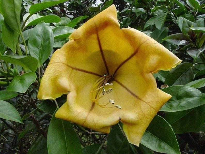 Cup of Gold Vine Plant – Solandra maxima – Evergreen Tropical Climber in 6" Pot with Large Golden Flowers