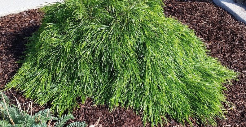 Cousin Itt Little River Wattle Plant – 4-6" Acacia cognata Evergreen Blue-Green Foliage Live Starter Plant