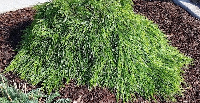 Cousin Itt Little River Wattle Plant – 4" Acacia cognata Evergreen with Blue-Green Foliage, Drought-Tolerant, Compact, Live Starter Plant