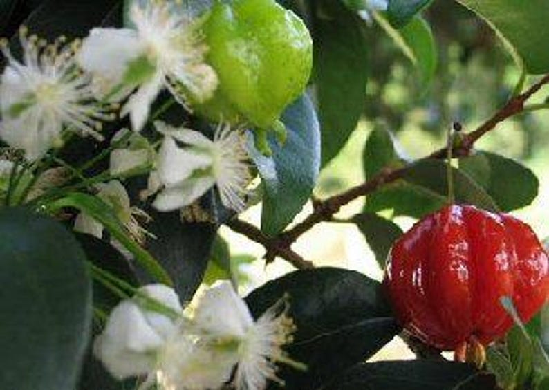 Surinam Cherry Plant 3 Gal Pot Eugenia uniflora Fast Growing Bushy Tree for Garden & Hedge