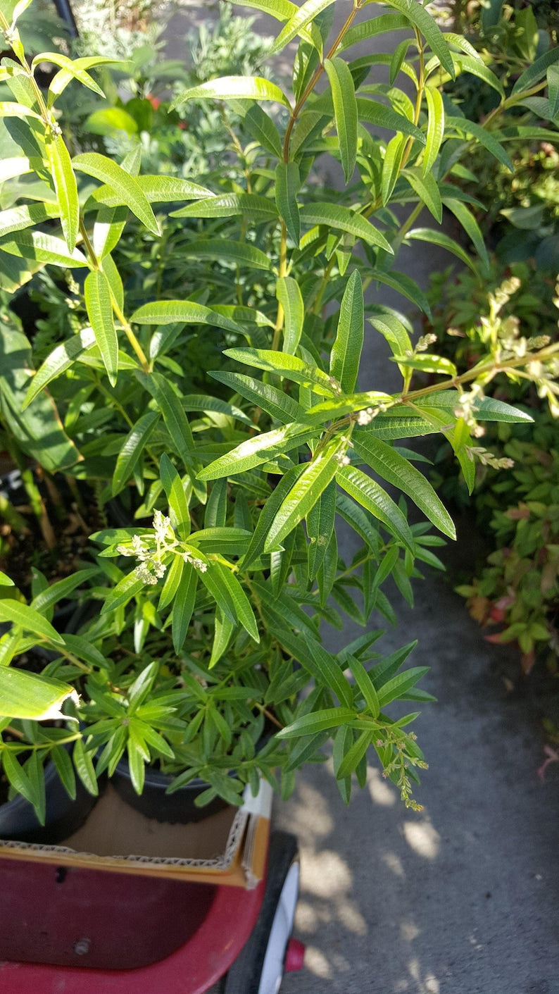 Lemon Verbena Plant in 6-Inch Pot - Aromatic Herb Aloysia triphylla for Garden or Indoor Use