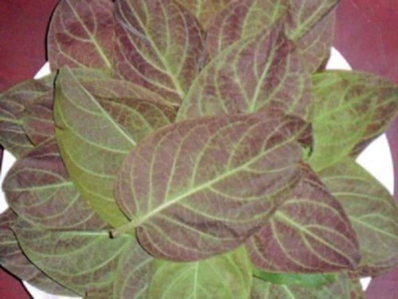 Lá Mề Tam Thể Plant – Live Paederia foetida L. in 3" Pot – Aromatic, Vining Indoor/Outdoor Plant