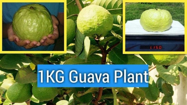 Kilo Guava Plant in 6-Inch Pot, White Flesh Variety, Psidium guajava, Fruit Tree for Garden or Container Growing