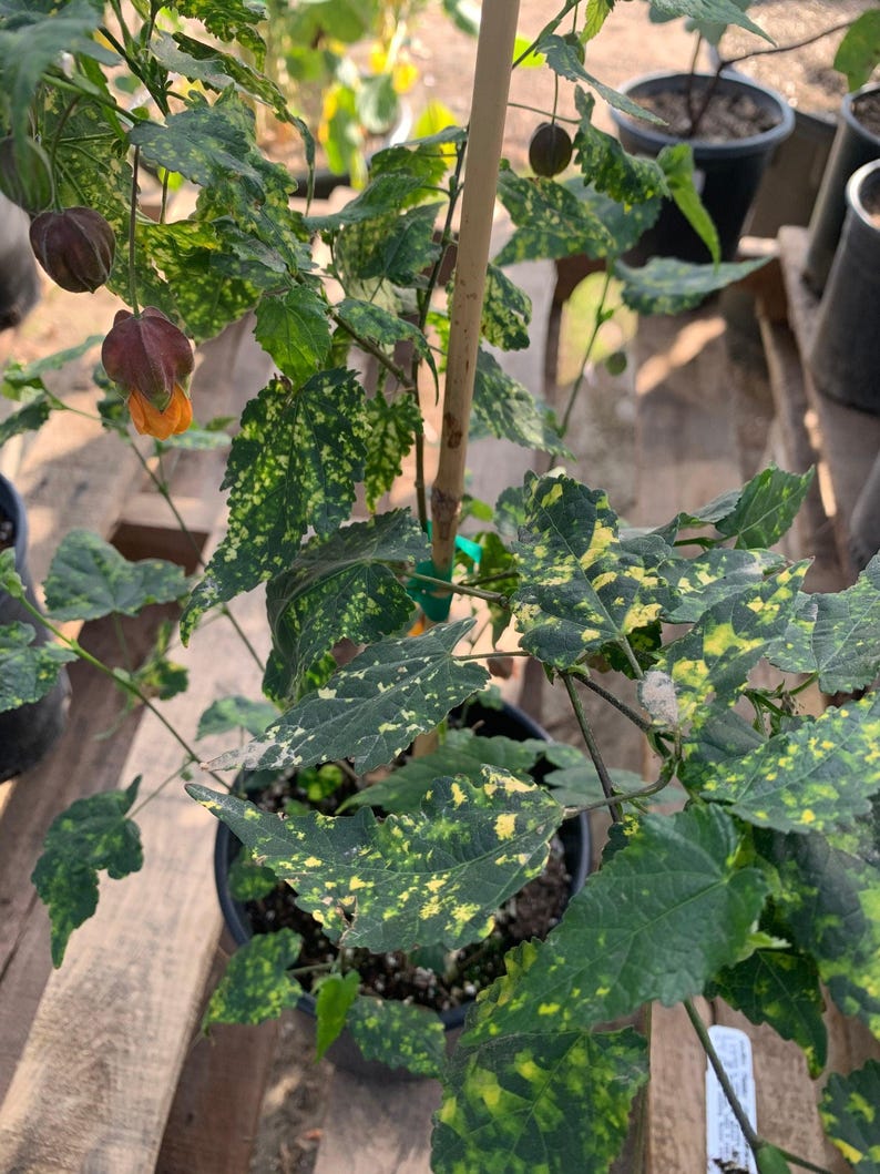 Abutilon 'Paisley' Plant in 6" Pot – Flowering Maple with Paisley Foliage, Indoor/Outdoor Garden Decor, Abutilon hybridum