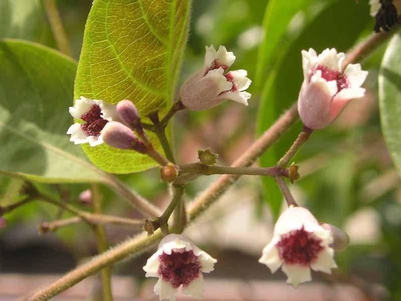 Live Plant – 8" to 1' Tall Lã M? Tam Th? (Paederia foetida L) in 3" Pot – Fragrant, Easy to Grow Indoor Outdoor