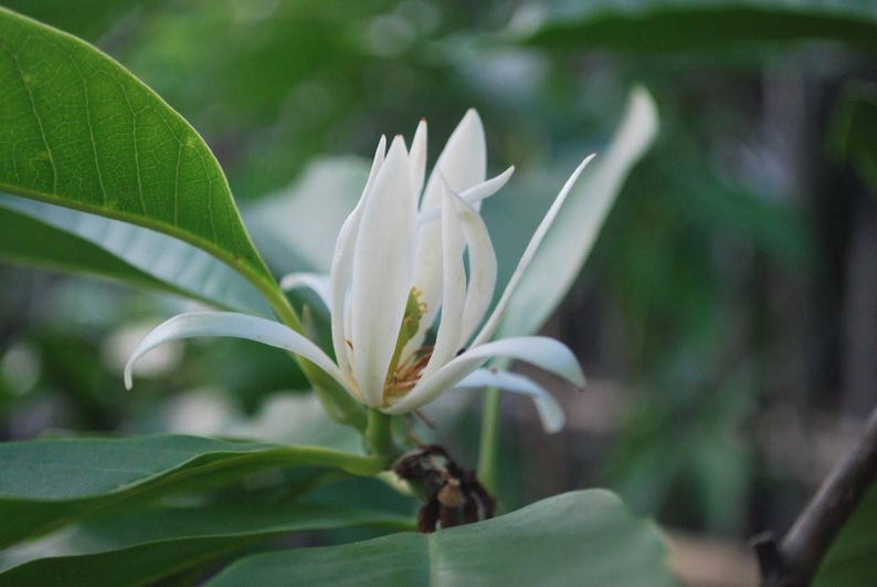 White Champaca Grafted Tree - 3 Feet Tall Michelia alba Fragrant Blooming Plant in 3 Gal Pot