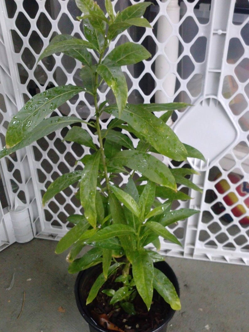 Night Blooming Jasmine Plant - 1 Gal Cestrum nocturnum Fragrant Night-Blooming Shrub for Gardens and Borders