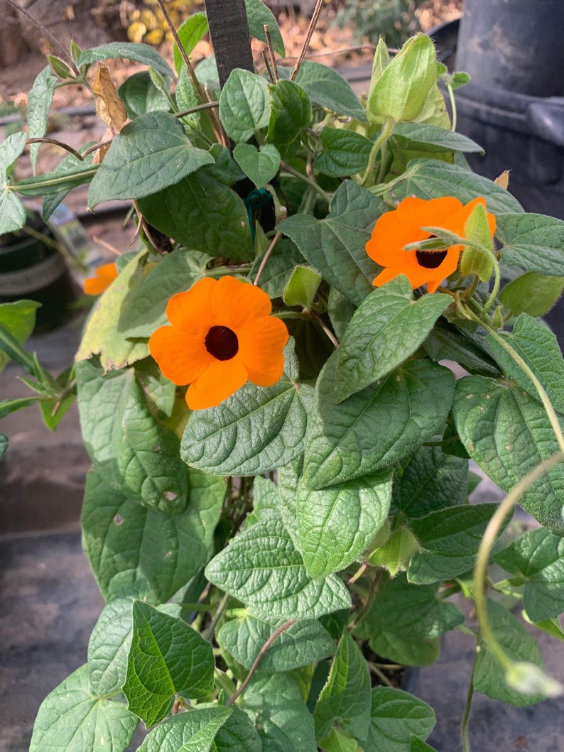 Thunbergia Alata Vine - 2ft Orange Flowering Climber in 1 Gallon Pot - Black-Eyed Susan Vine for Garden & Patio