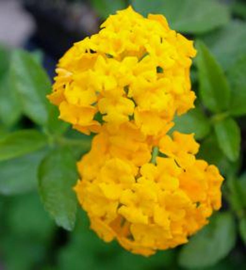 Lantana Plant 4-Inch Pot Yellow Gold Raimuniya Talambralu Chettu Live Flowering Shrub