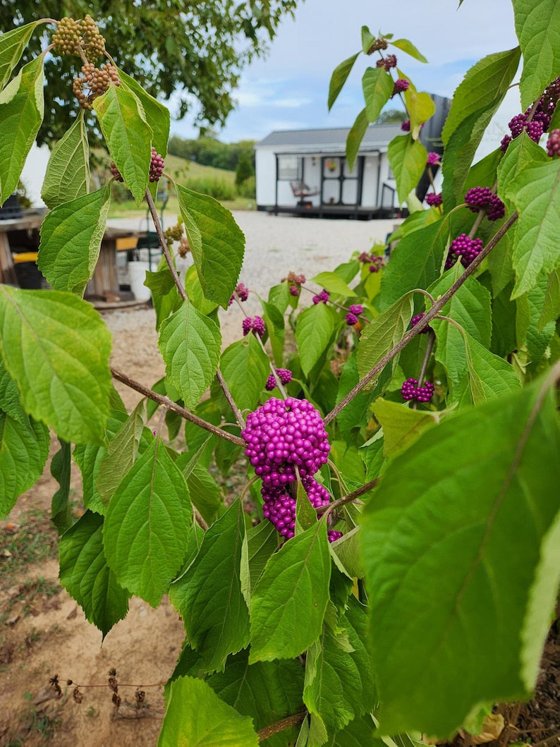 American Beautyberry Plant 4" Container Callicarpa Americana Attracts Birds, Produces Magenta Berries, Pollinator-Friendly Flowers