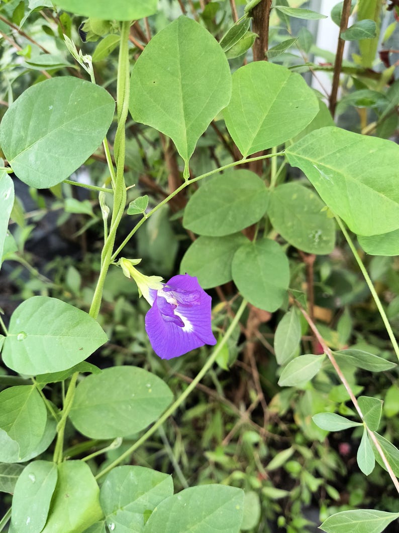 Organic Blue Pea Flower Plant Vine in Half Gallon Pot, Clitoria ternatea, Butterfly Pea, Edible Flower, Pollinator Attracting Garden Plant
