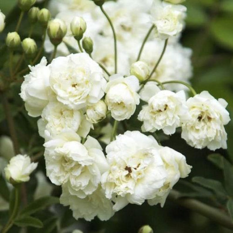 White Lady Banks Climbing Rose - 3 Gallon Pot - White Flowers - Rosa banksiae Alba - Garden Climber Plant