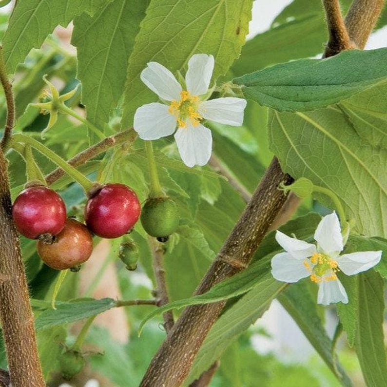 Strawberry Tree Plant - 2-3 Feet Tall - Arbutus unedo - Ornamental & Fruit-Producing - Shipped in 3-Gallon Pot