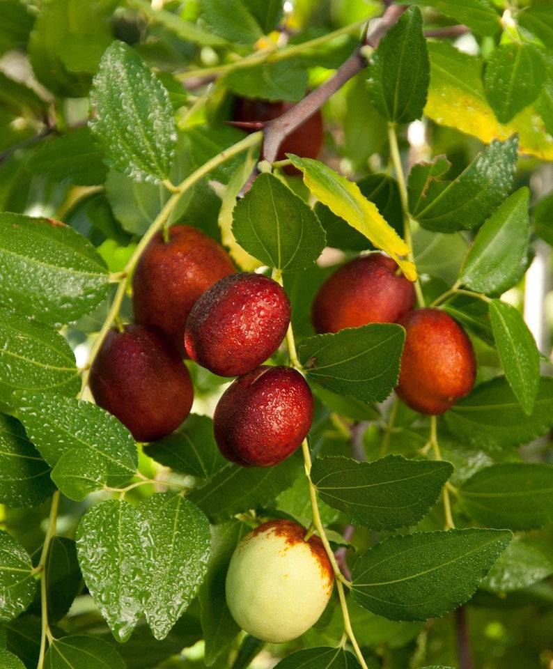 Grafted Shanxi Li Jujube Tree in 3-Gallon Pot | Sweet Apple-Like Flavor | Self-Fruitful | USDA Zones 5-9