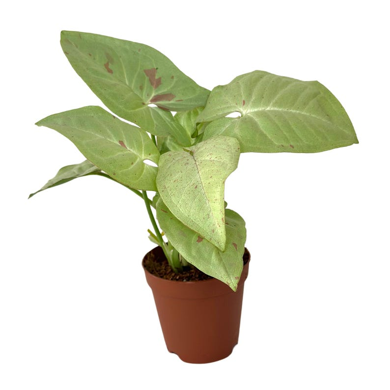 Syngonium Milk Confetti Live Plant, Pink Variegated Arrowhead Vine, 2-Inch Starter, Tropical Houseplant, Syngonium podophyllum