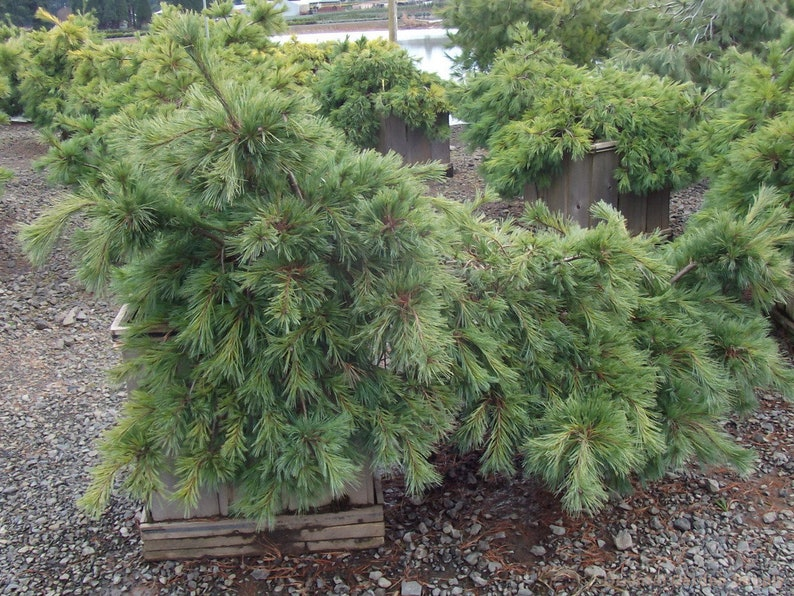 Weeping White Pine Niagara Falls Live Plant – 12" Pinus strobus Evergreen for Garden Landscape, Cascading Branches, Soft Green Needles