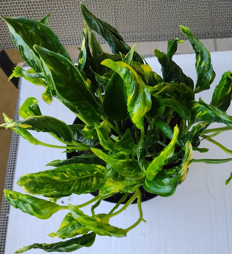 Rooted Cutting of Rare Shangri Plant with Free Bonus Cutting - Easy Care Indoor Vining Houseplant
