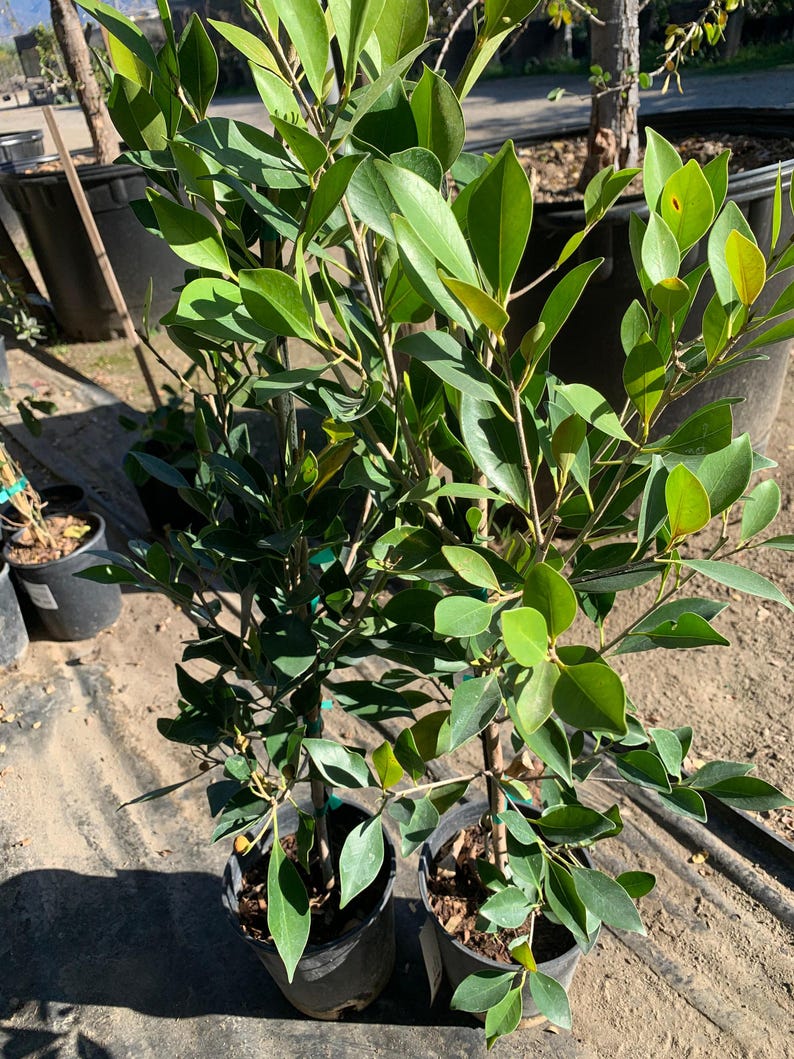 Ficus Nitida Live Plant in 6" Pot – Ficus microcarpa Indoor Tree, Tropical Houseplant, Green Foliage