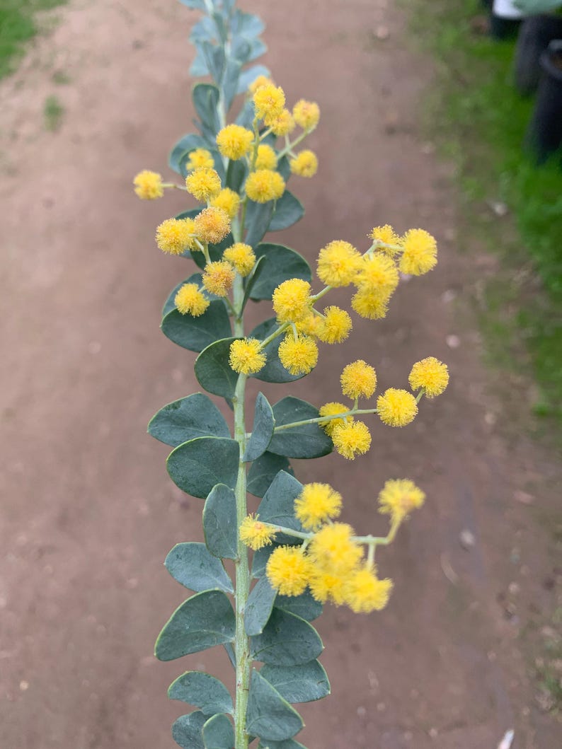Acacia Cultriformis Live Plant – 1 Gallon Pot – Australian Wattle – Hardy Ornamental Shrub – Drought-Tolerant, Fast-Growing, Yellow Flowers