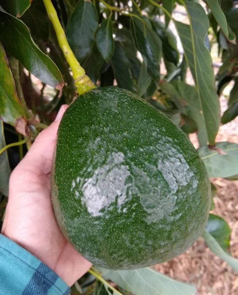 Grafted Avocado Tree 1 Foot Tall - Holiday Variety - Persea americana - Indoor/Outdoor Plant