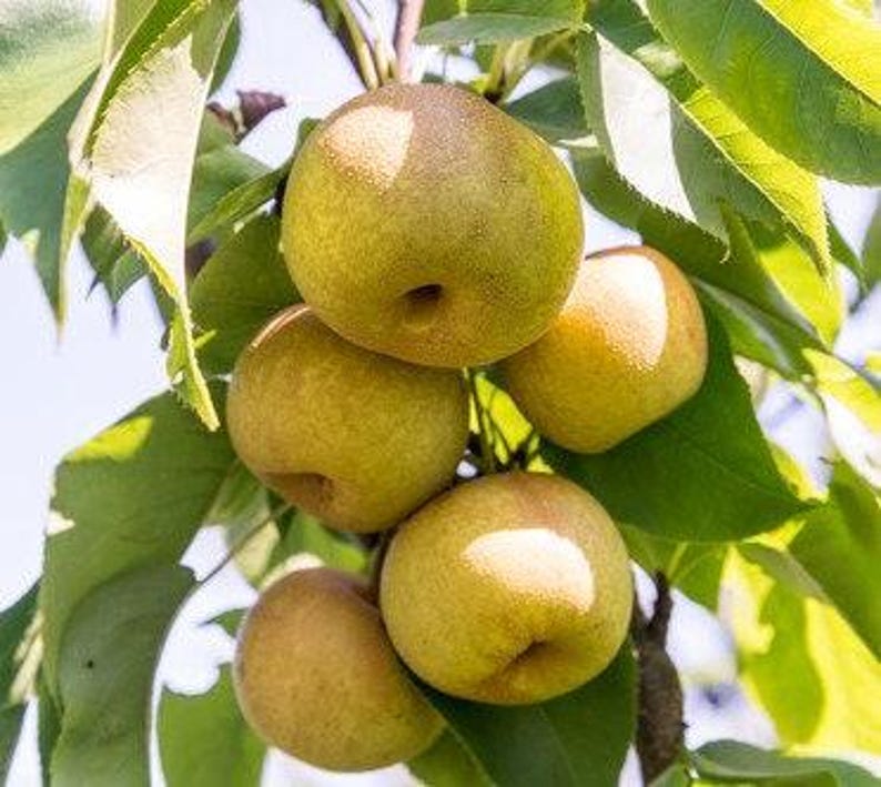 Hosui Asian Pear Tree 3-Gallon Pot, Pyrus pyrifolia, Sweet Crunchy Fruit, Small Upright Tree for Garden or Orchard