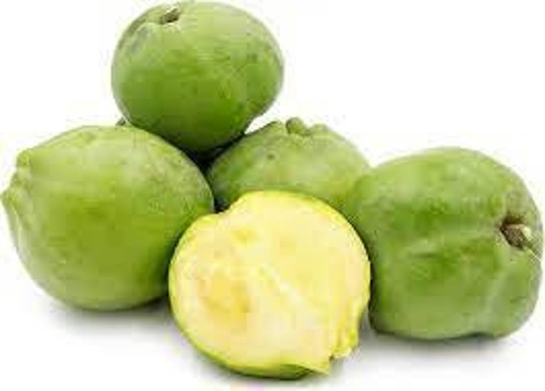 Grafted White Sapote Plant - 1 Foot Tall in 6-Inch Pot - Casimiroa edulis Tropical Fruit Tree