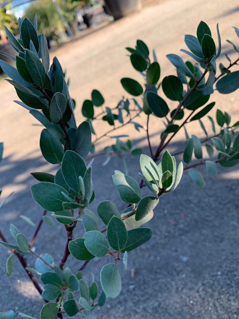 Erect Shrub 1ft Louise Edmunds Manzanita Arctostaphylos bakeri 'Louise Edmunds' 1-Gallon Pot