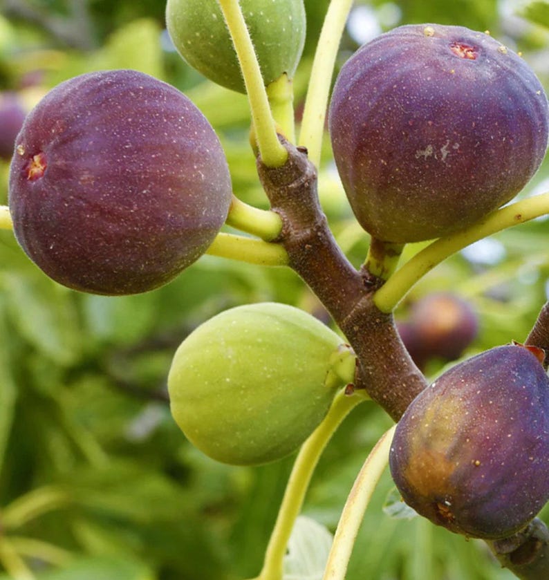 Fig Plant in 6" Pot - Brown Turkey Ficus carica Live Plant for Coastal Gardens and Container Gardening