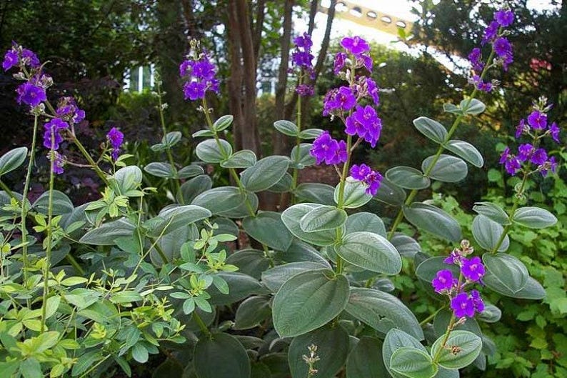 Tibouchina heteromalla Silverleafed Princess Flower Live Plant in 6" Pot, Tropical Garden Decor, Purple Flowers