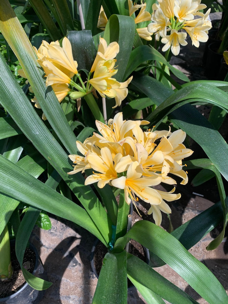 Clivia Miniata Live Plant in 6" Pot, Yellow Foliage, Indoor Houseplant, Low-Maintenance, Shaded Outdoor