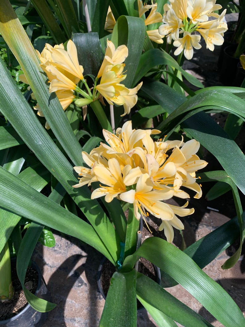 Clivia Miniata Live Plant in 6-Inch Pot, Yellow Foliage, Indoor Outdoor Garden Plant