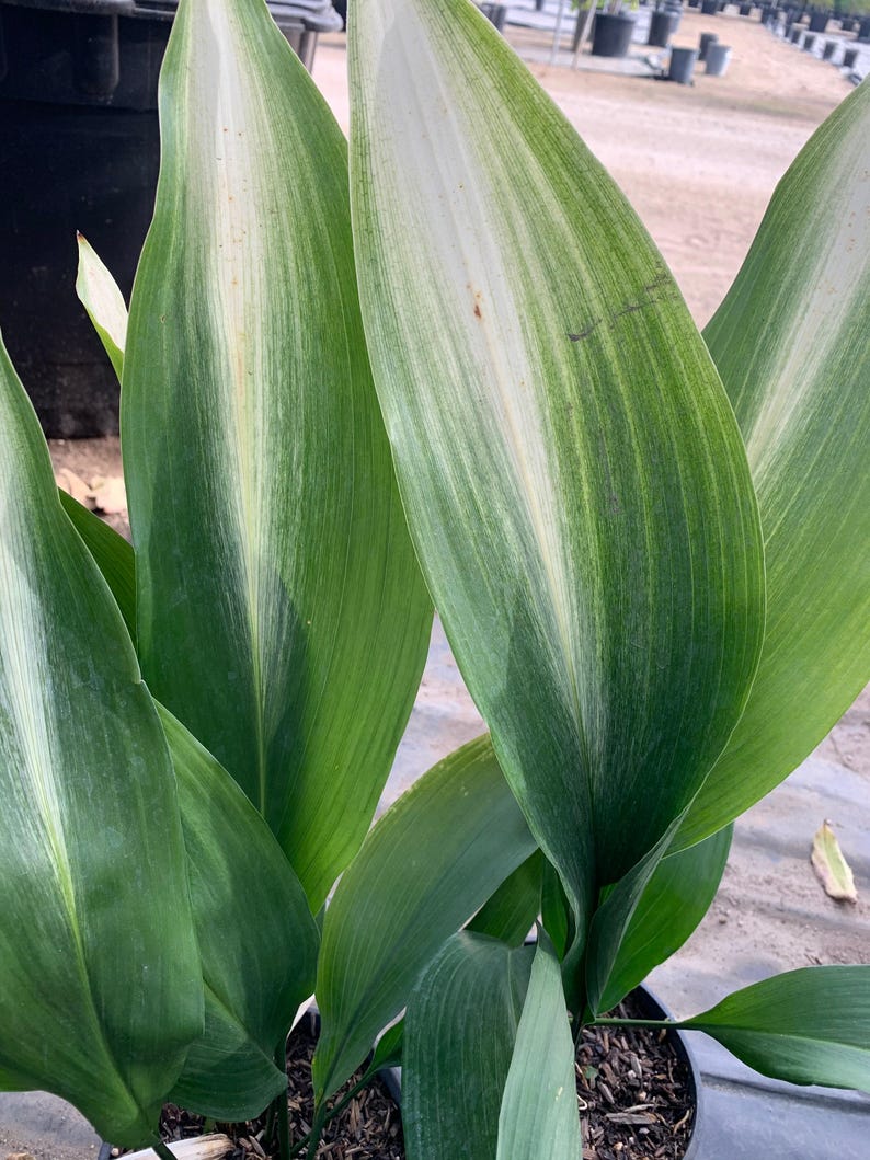 Cast Iron Plant 6" Pot Variegated 'Asahi' Aspidistra elatior Indoor Outdoor Decorative Foliage