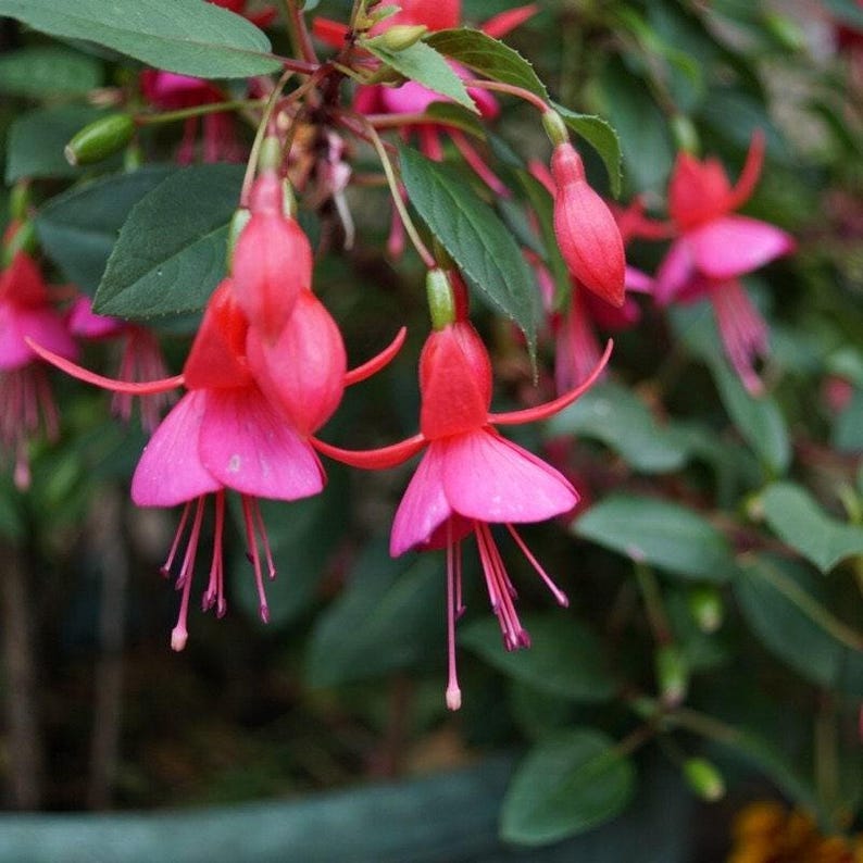 Fuchsia Live Plant in 6" Pot – Vibrant Flowering Fuchsia spp. for Hanging Baskets & Containers