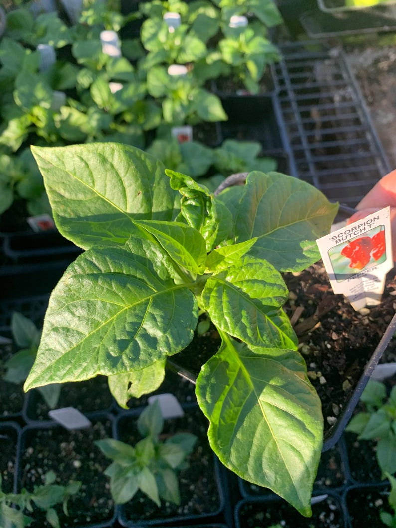 Scorpion Butch T Pepper Plant in 3" Pot – Capsicum chinense Hot Chili Pepper for Gardening & Culinary Use
