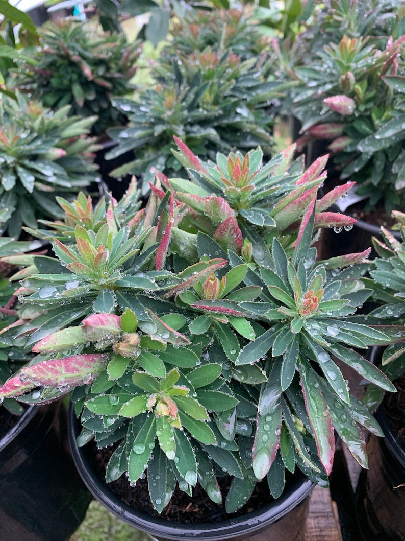 Euphorbia Plant 6-Inch Pot Tiny Tim Live Succulent for Indoor & Outdoor Gardening Euphorbia martini