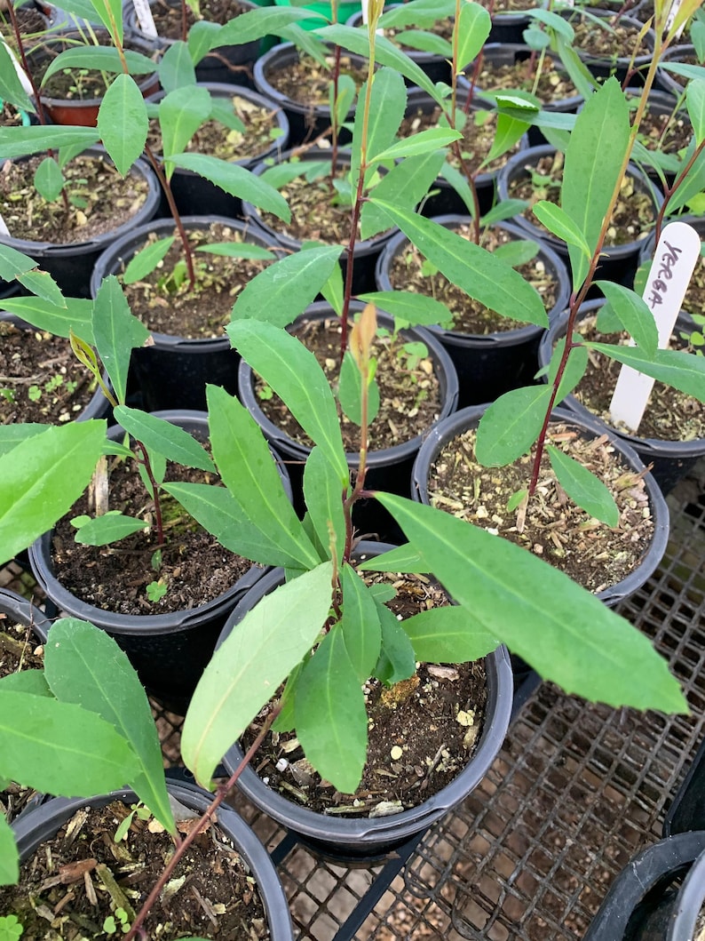 Yerba Mate Live Plant in 3" Cup | Ilex paraguariensis Herbal Tea Plant for Indoor & Outdoor Garden