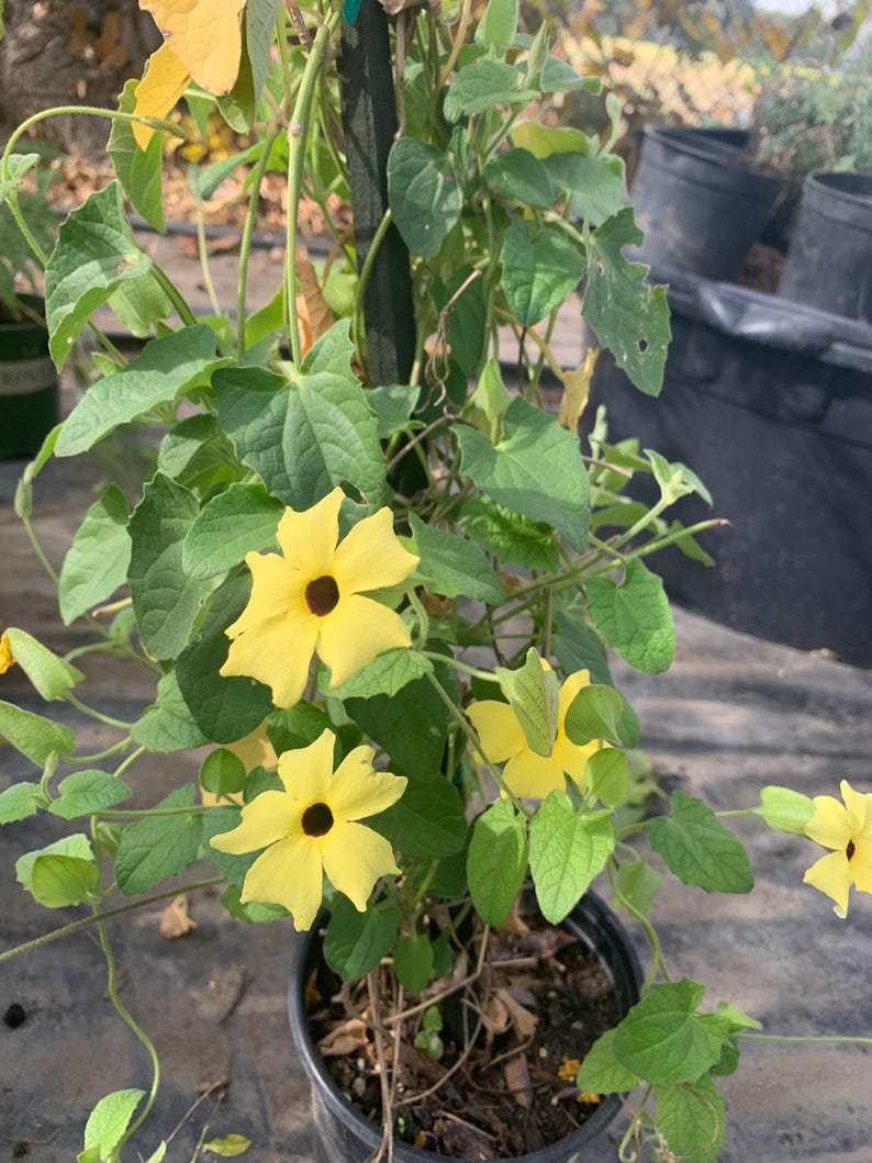 Yellow Thunbergia Alata Vine Live Plant in 6" Pot – Climbing Black-Eyed Susan, Thunbergia alata, Bright Yellow Flowers