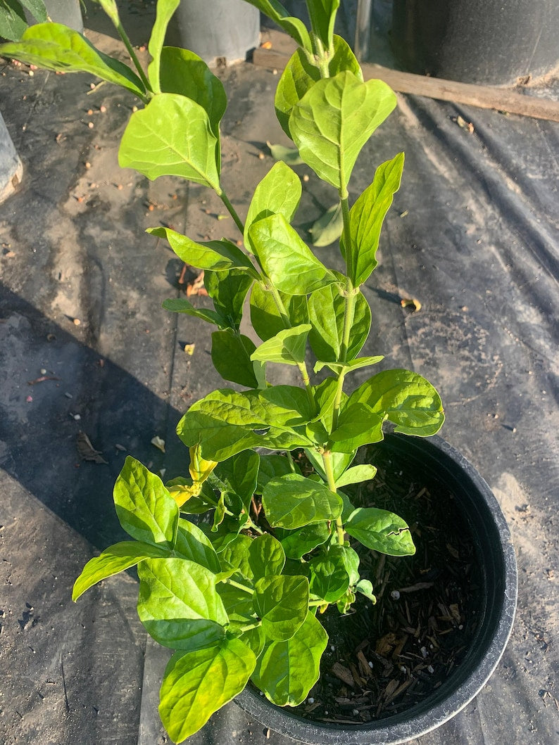 Sambac Jasmine Plant in 1 Gallon Pot – Double Flowering, Fragrant Jasminum sambac, Compact Shrub for Garden or Container