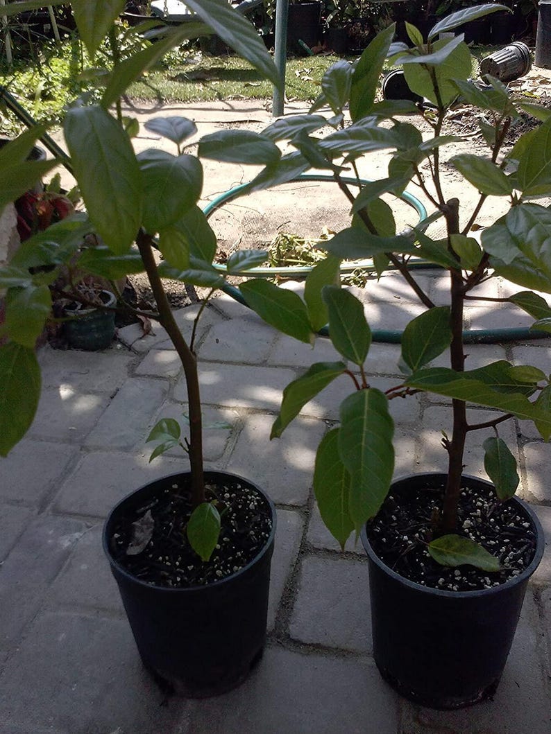 Ficus racemosa Plant – Cluster Fig Tree in 3-Gallon Pot – Indoor & Outdoor Foliage Plant