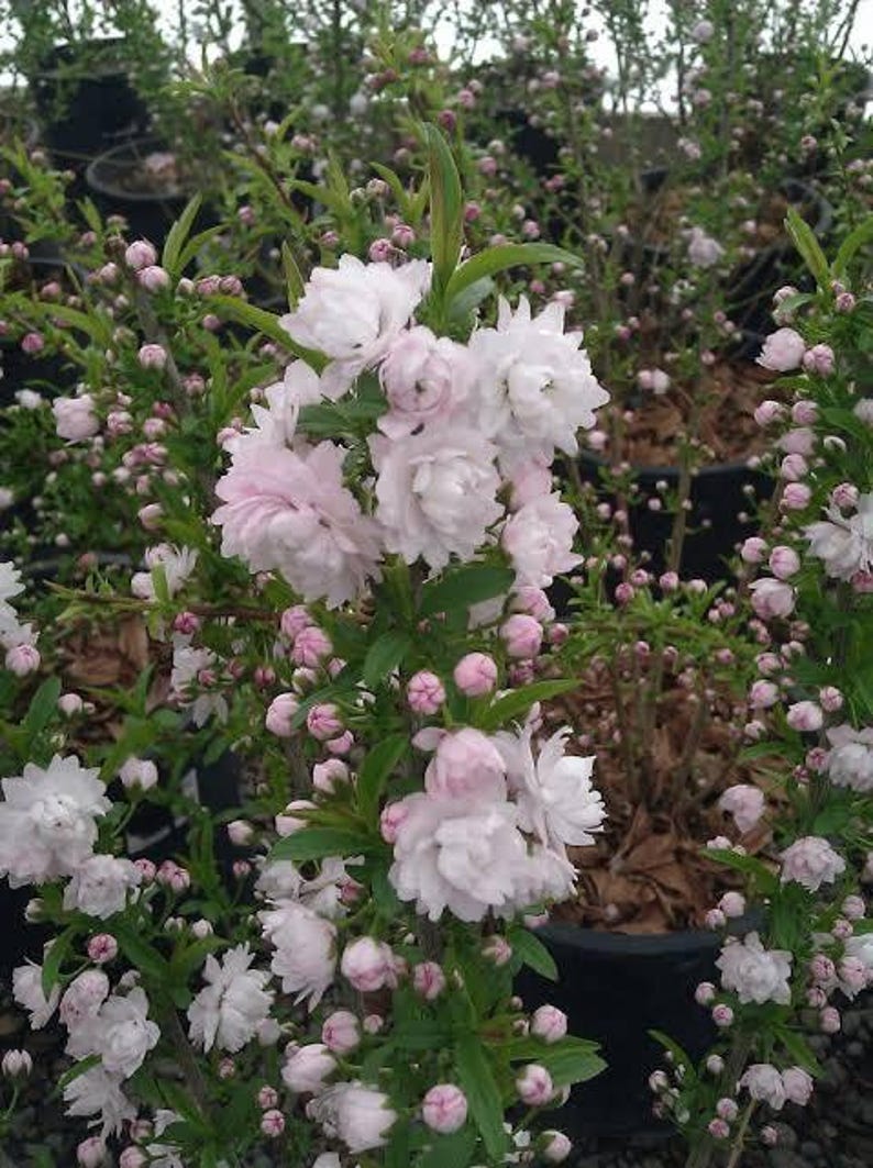 Dwarf Flowering Almond Plant in 6" Pot | Prunus glandulosa 'Rosea Plena' | Live Shrub for Garden & Landscape