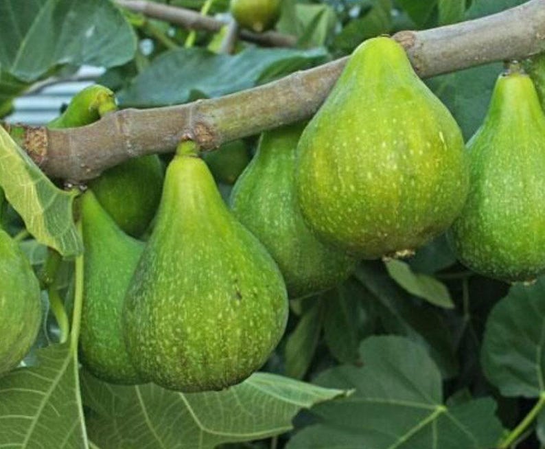 Fig Plant 1-2ft in 6" Pot | Desert King Ficus carica | Green Figs with Strawberry Interiors
