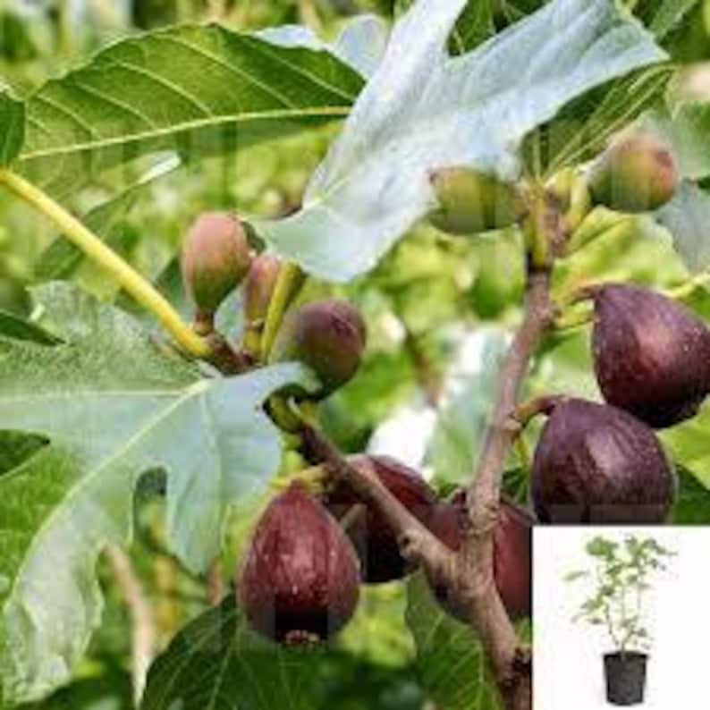 Violette de Bordeaux Fig Tree 3-Gallon Pot Dwarf Purple-Black Ficus carica Fruit Plant