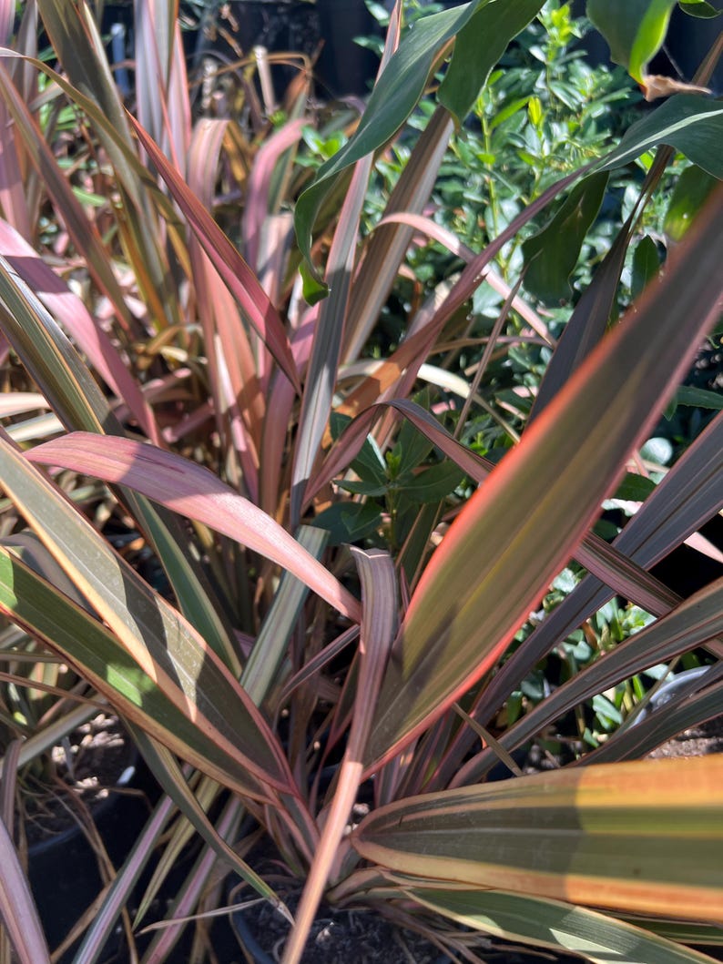 Phormium tenax Plant in 6" Pot – Assorted Varieties, Ornamental Foliage, Drought-Resistant, Indoor & Outdoor Garden Plant