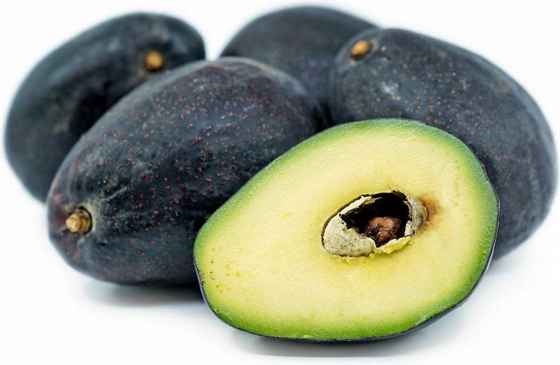 Grafted Sir Prize Avocado Tree - 1 Foot Tall - Persea americana - Indoor & Outdoor Garden Plant
