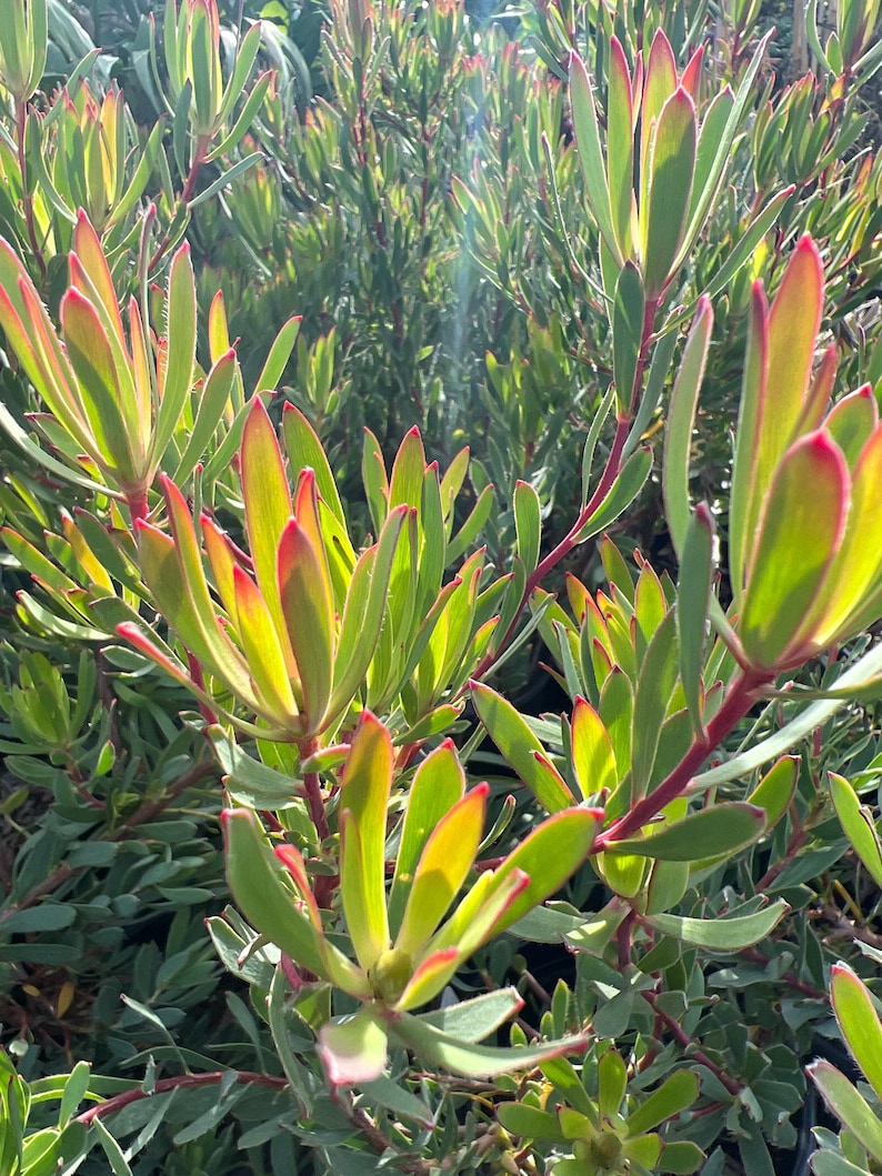 Leucadendron Afterburner Live Plant in 6" Pot – Compact, Vibrant Red & Orange Foliage, Low Maintenance, Drought-Tolerant Shrub