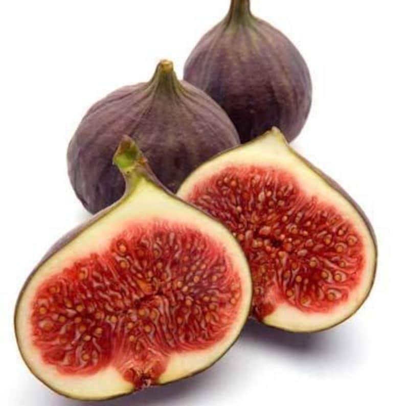 Fig Plant 2ft Texas Everbearing Live Plant in 6" Pot, Ficus carica, Hardy Tree with Purple Figs and Lobed Foliage