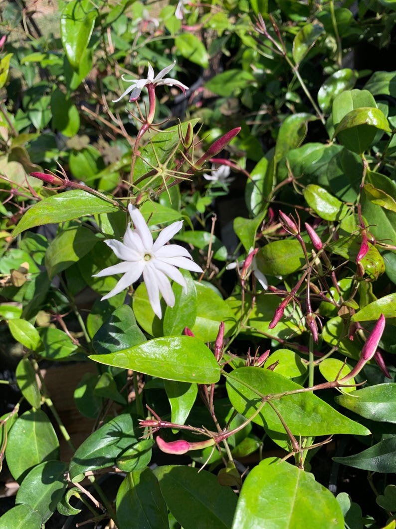 Jasminum nitidum Live Plant - Angel Wings Jasmine in 6" Pot - Fragrant Indoor Outdoor Blooming Vine