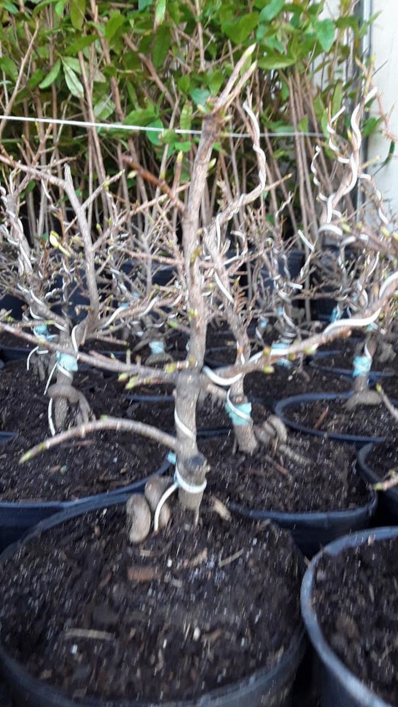 Vietnamese Yellow Flowering Bonsai - 6-Inch Pot Ochna integerrima, Mai Vàng Việt Nam, Indoor/Outdoor Plant