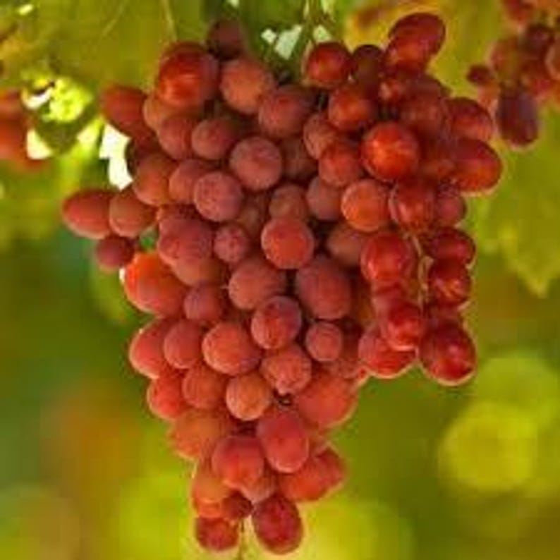 Crimson Seedless Grape Plant – Live 6-Inch Pot Vitis vinifera for Garden or Patio, Seedless, Juicy, Drought-Tolerant